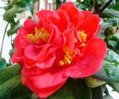 Bông hoa trà thâm hồng bát diện