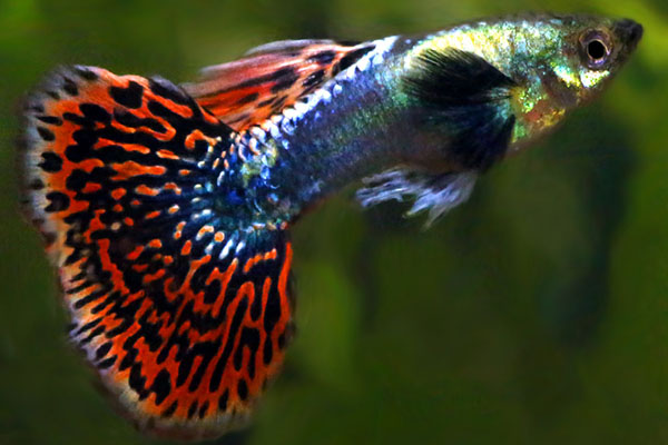 Cá bảy màu và đặc điểm sống, cách nuôi cá bảy màu (cá guppy) - Công ty  Chống thấm Tín Phát