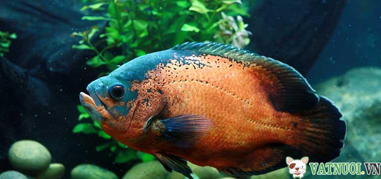 Ca Heo Lua Ca Tai Tuong Chau Phi Oscar Fish 5