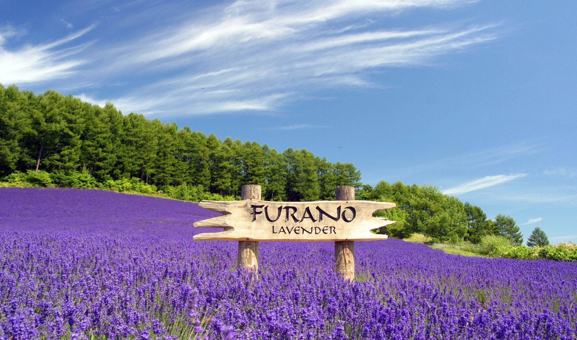 Cánh đồng hoa oải hương Furano ở Hokkaido, Nhật Bản