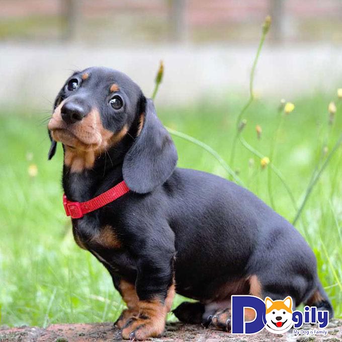 Chó Lạp Xưởng hay Dachshund là giống chó có nguồn gốc từ Đức