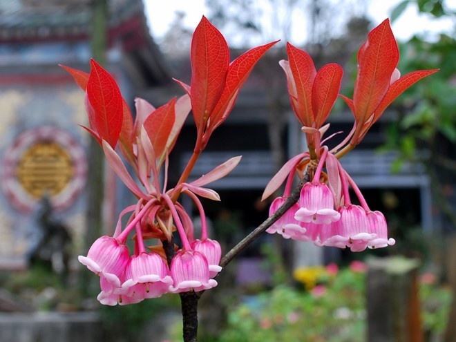 Hoa đào chuông Bà Nà trong khuôn viên chùa 
