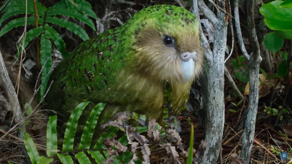 Giá bán của vẹt Kakapo
