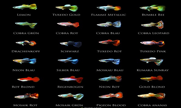 Hình ảnh các dòng cá bảy màu phổ biến