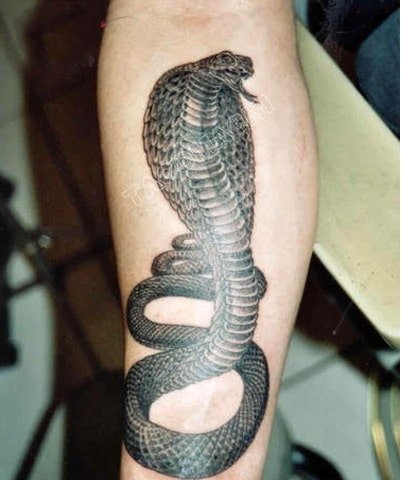 Hình rắn hổ mang trên cánh tay dũng mạnh và máu lạnh