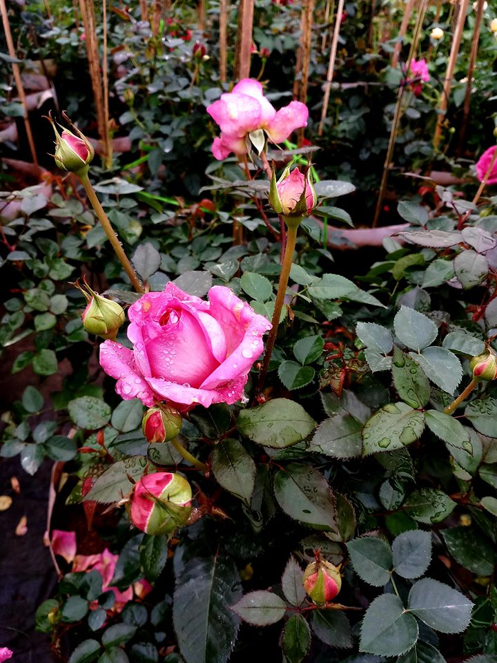 Hoa hồng Bernadette Lafont