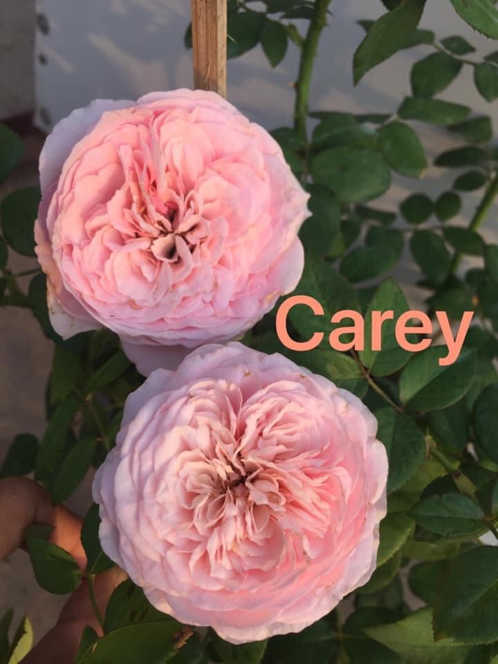 Hoa hồng Carey
