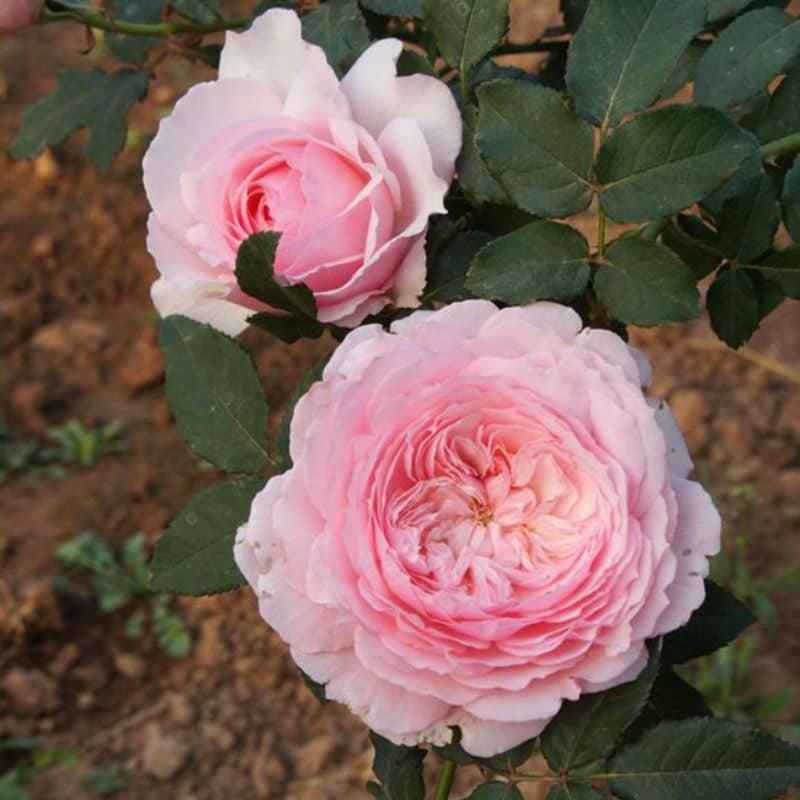 Hoa hồng Misaki  