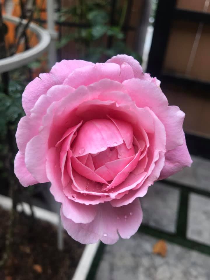 Hoa hồng Soeur Emmanuelle Rose