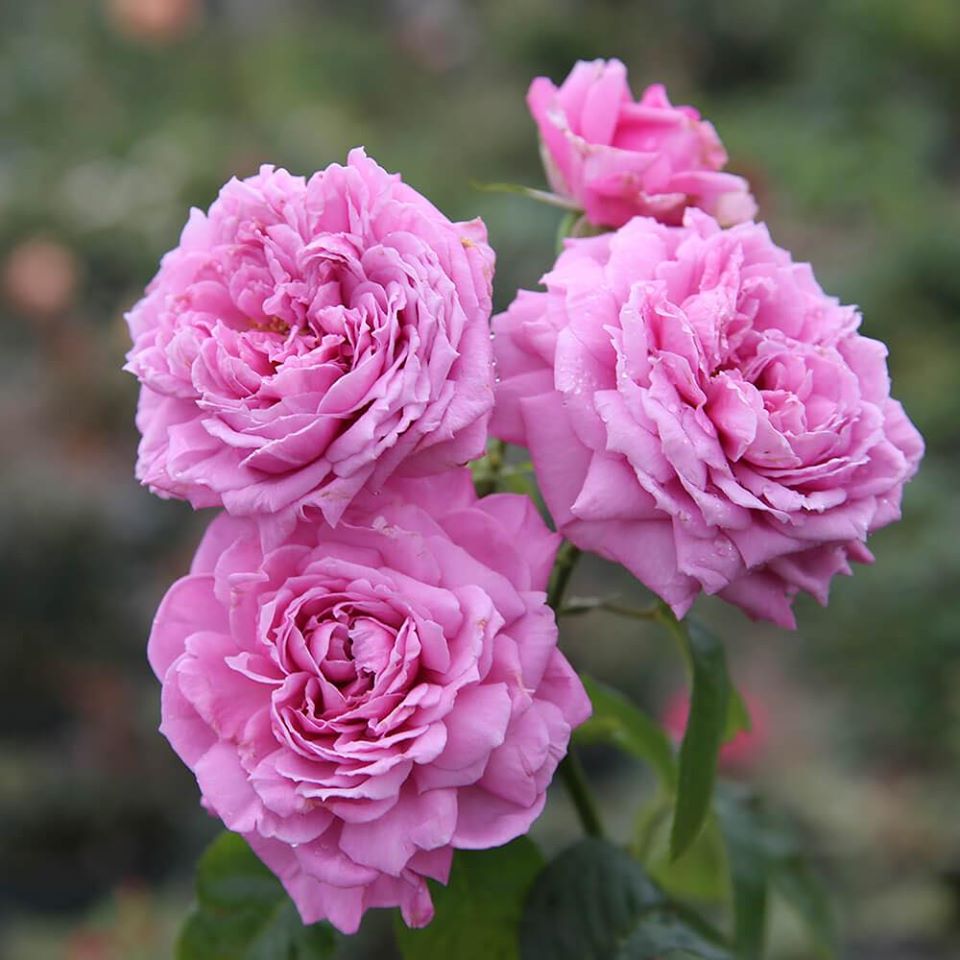 Hoa hồng ngoại Blue Sky rose