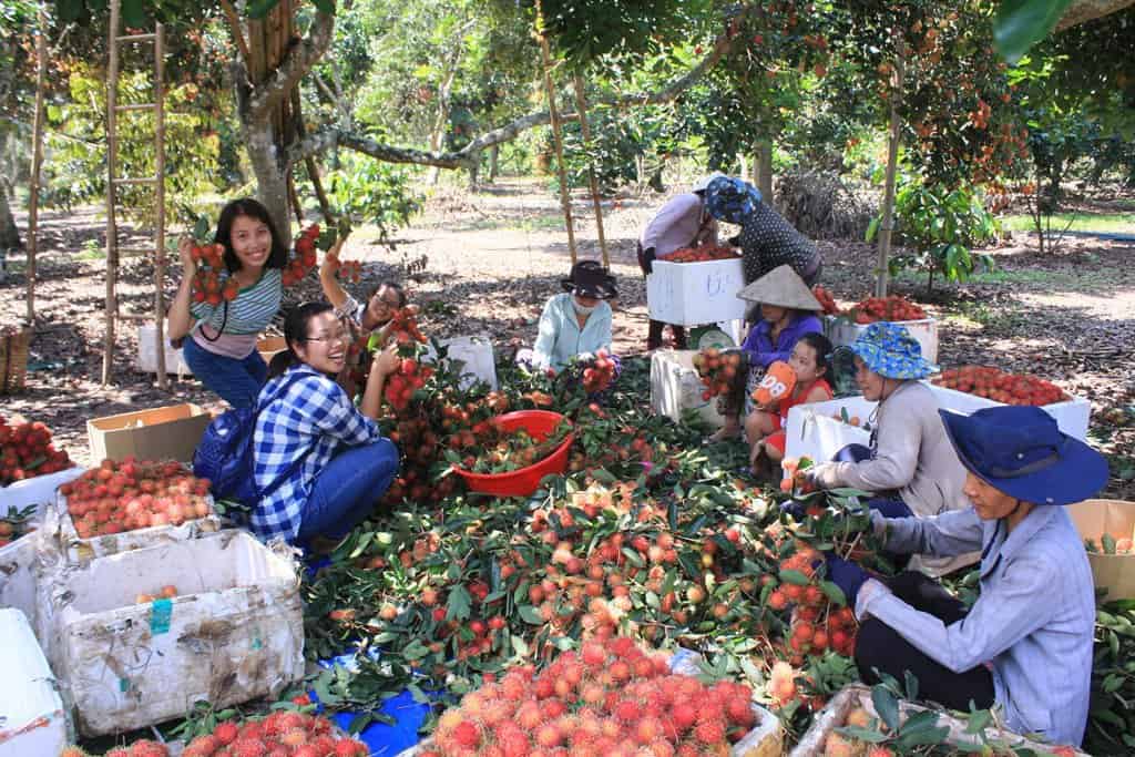 Du khách được ăn trái cây ngại tại vườn trái cây (Ảnh: ST)