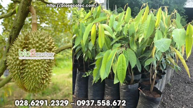 Kỹ thuật trồng cây sầu riêng