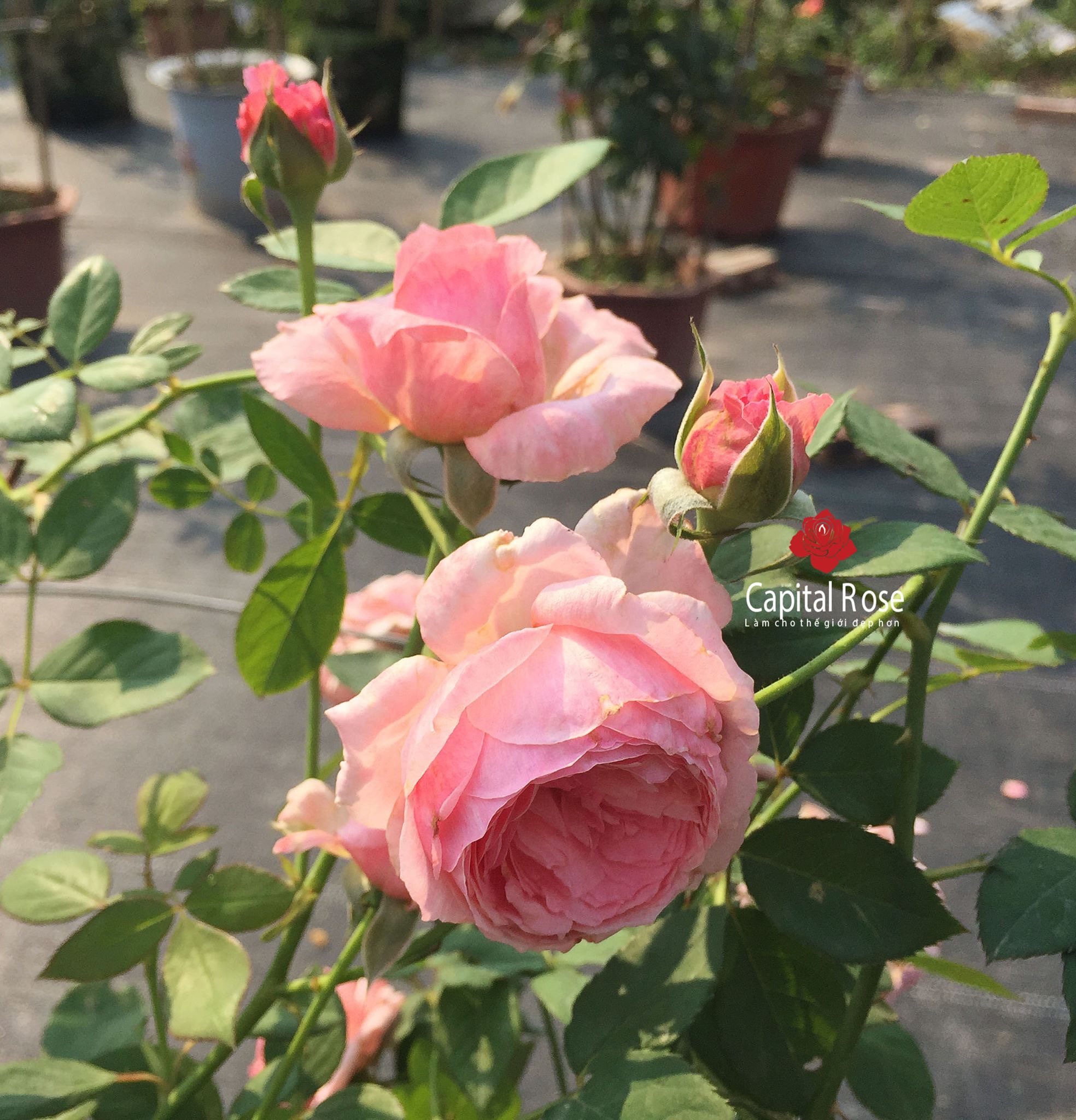 Hoa hồng Lady Heirloom rose