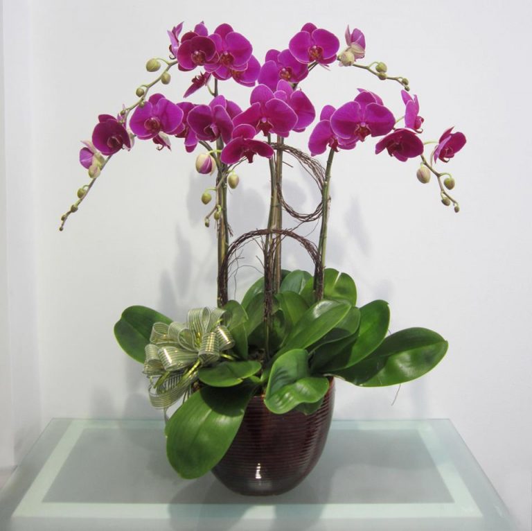 Hầu hết các loại hoa Lan phổ biến hiện nay đều có thể sử dụng để cắm hoa Lan nghệ thuật