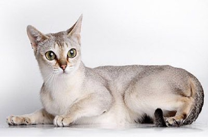 mèo Singapura có nguồn gốc từ đảo Malay, Đông Nam Á 