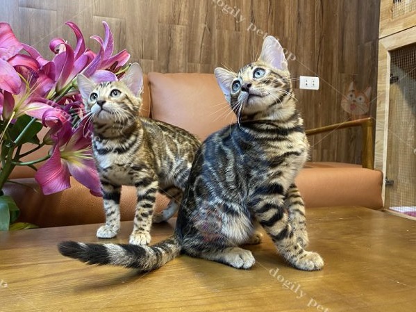 Đôi mèo Bengal thuần chủng bố mẹ nhập khẩu 2 tháng tuổi tại Dogily Petshop Tphcm & Hà Nội