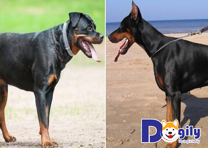 Những chú chó lai giữa Rottweiler và Doberman có đặc điểm gì?