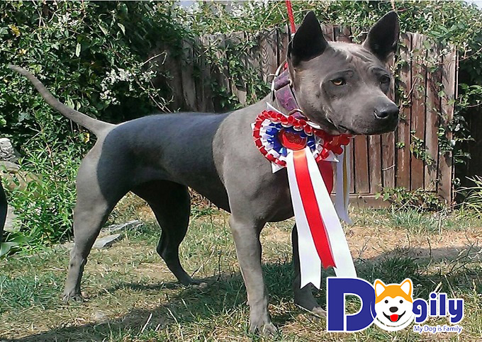 Những chú chó lông Xoáy Thái Lan liên tục giành được nhiều giải thưởng trong các Dog show.