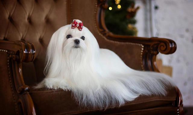 Tại Việt Nam, Maltese vẫn được mệnh danh là chó quý tộc