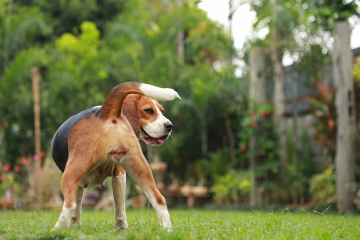 Tìm hiểu chi tiết về chu kỳ salo và những biến đổi ở cơ thể chó