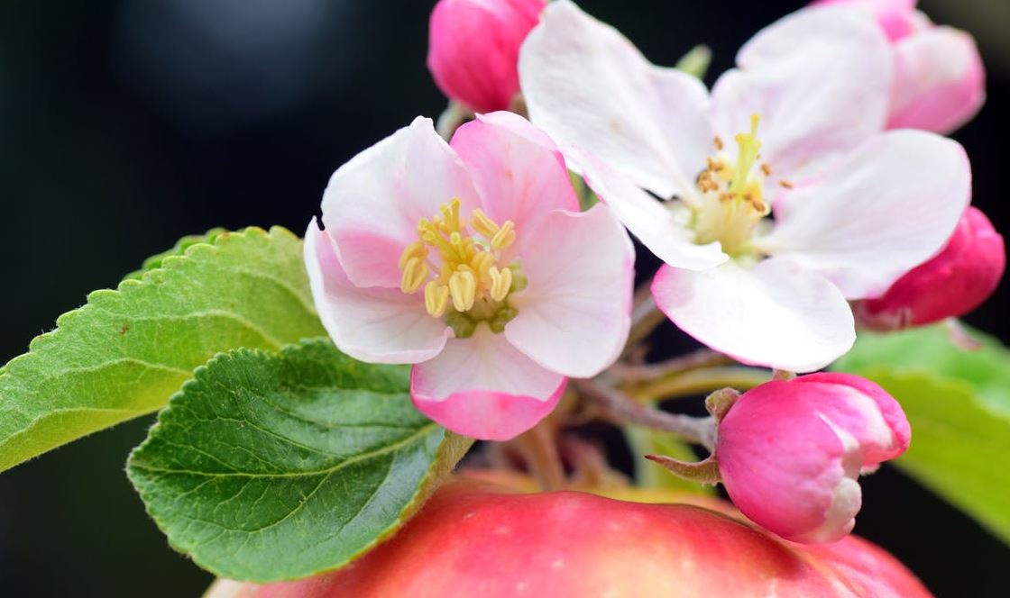 Tổng hợp hình ảnh hoa táo tây đẹp nhất