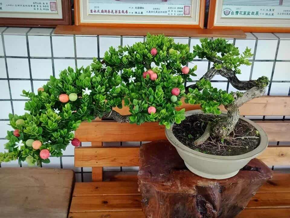 Hình ảnh cây siro bonsai