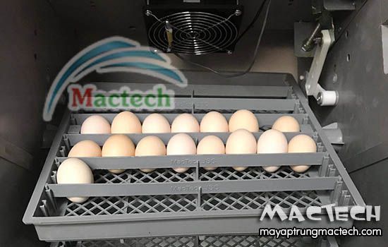 Cách ấp trứng gà bằng máy