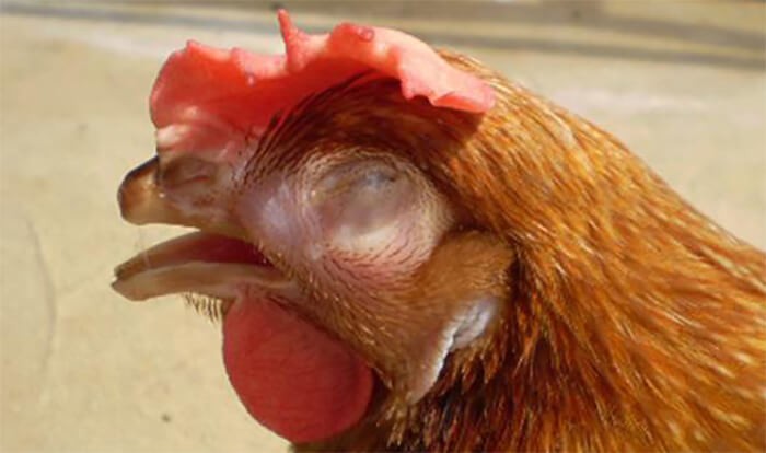 Gà bị hen, khó thở, mặt sưng, mắt nhắm nghiền khi bị bệnh CRD trên gà