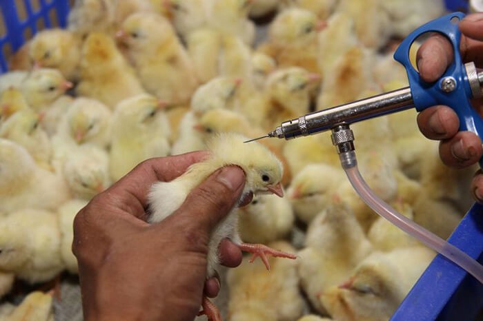 Tiêm phòng Vaccine chống bệnh CRD ở gà