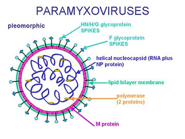 Newcastle thuộc nhóm Paramyxovirus là nguyên nhân gây bệnh gà rù