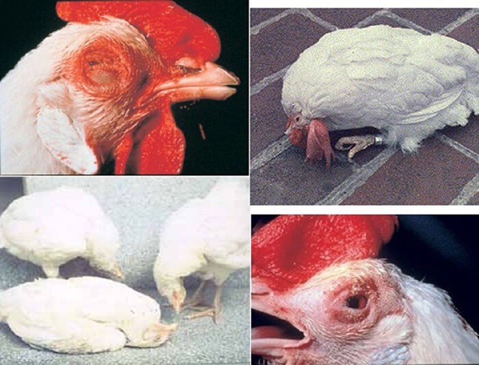 Các biểu hiện của bệnh Newcastle ở gà