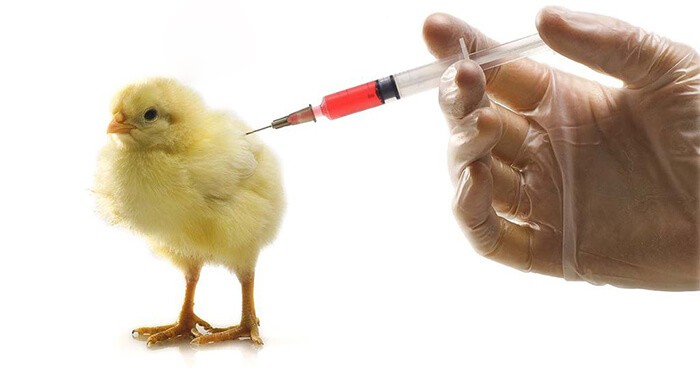 Hình ảnh minh họa tiêm phòng vacxin Newcastle - bệnh gà rù