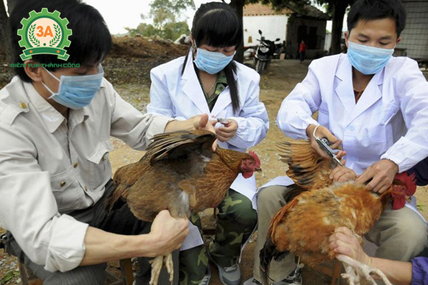 Tiêm vắc xin phòng bệnh tụ huyết trùng ở gà