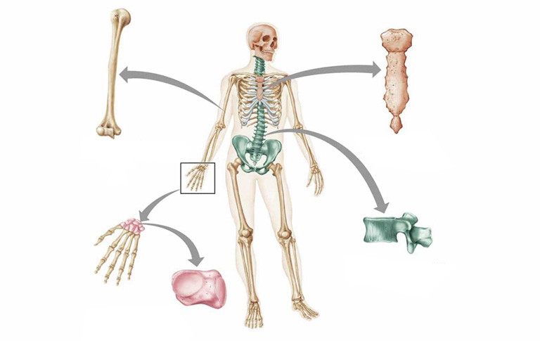 bộ xương người gồm mấy phần