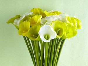 Mô tả niềm tin phổ biến về hoa loa kèn