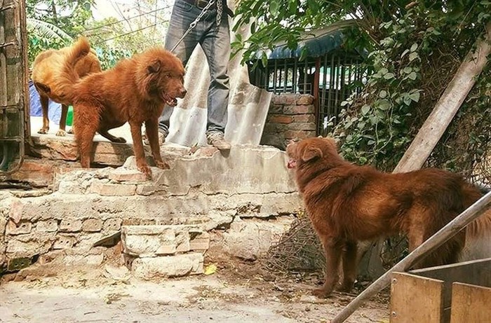 "Tứ đại quốc khuyển" của Việt Nam gồm những giống chó quý hiếm nào? - Ảnh 2.