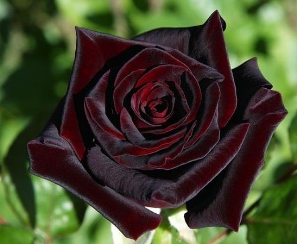 các loài hoa hồng đẹp nhất thế giới