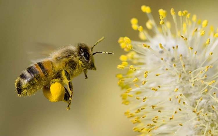 Tổng quan về loài ong