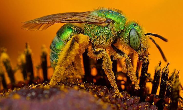 Ong mồ hôi thuộc top các loài ong độc