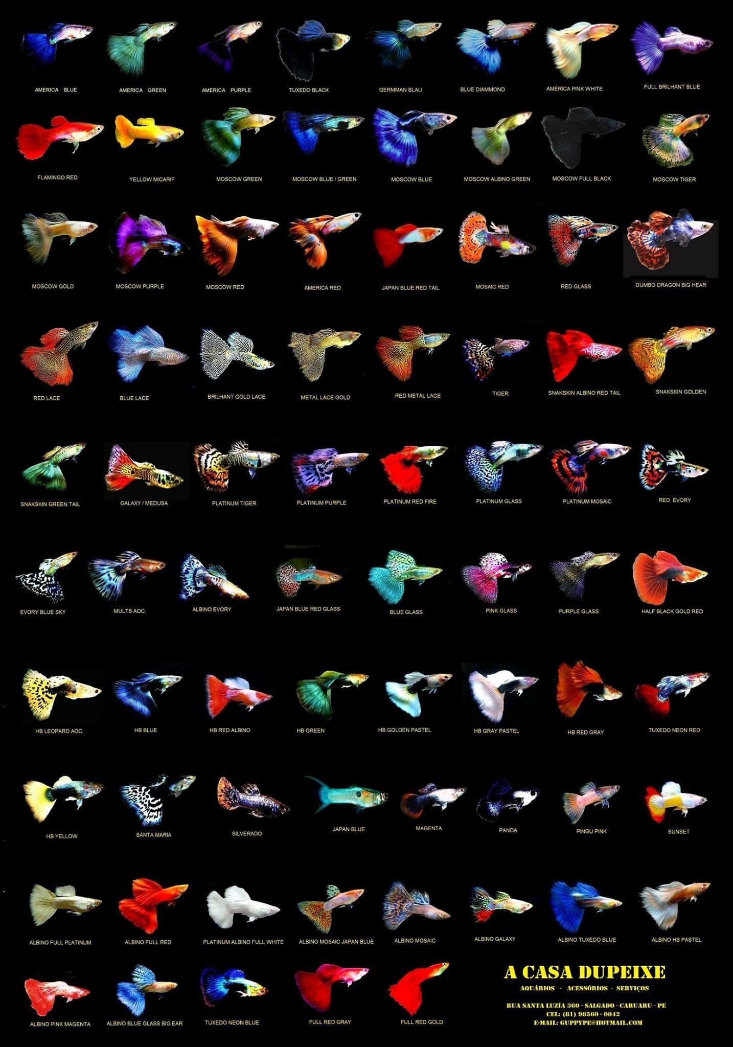Hình ảnh cá bảy màu - Guppy