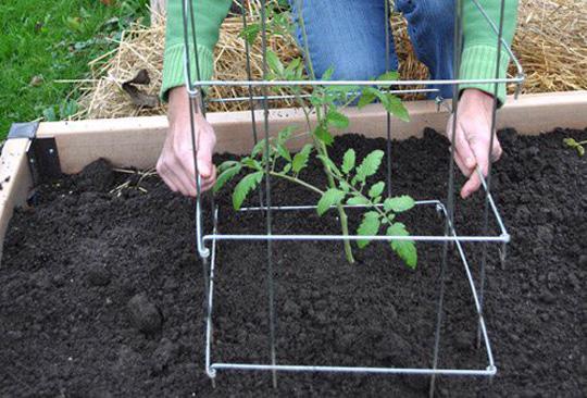 Cách trồng cà chua bi đơn giản cho quả ngon ngọt ăn quanh năm - 5