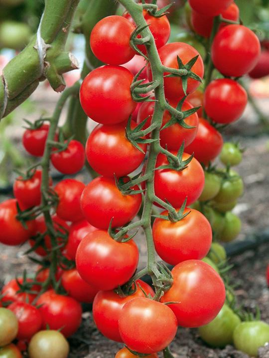 Cách trồng cà chua bi đơn giản cho quả ngon ngọt ăn quanh năm - 6