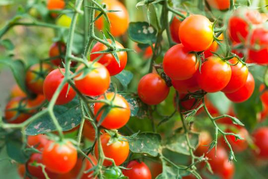Cách trồng cà chua bi đơn giản cho quả ngon ngọt ăn quanh năm - 1