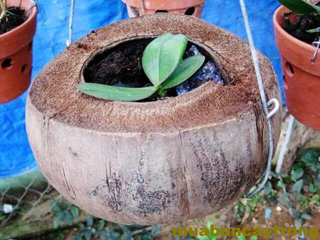 trồng lan vào trong quả dừa khô
