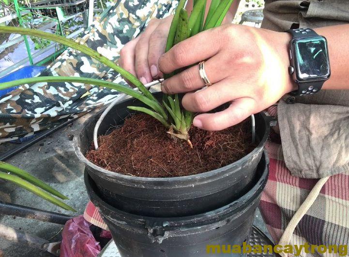 trồng lan với sơ dừa vụn cây phát triển