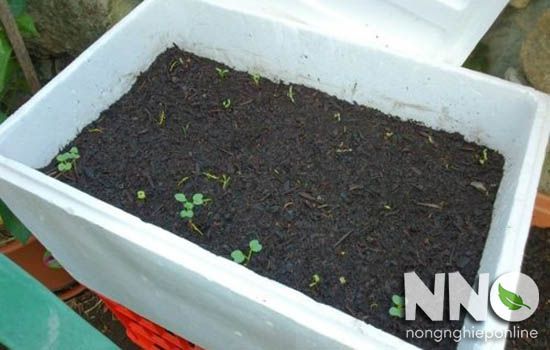 Cách trồng rau đay trong thùng xốp
