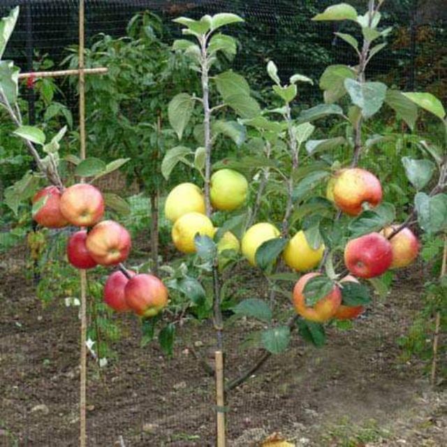 Cách trồng táo tây từ hạt