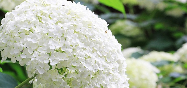 hoa cẩm tú  cầu màu trắng