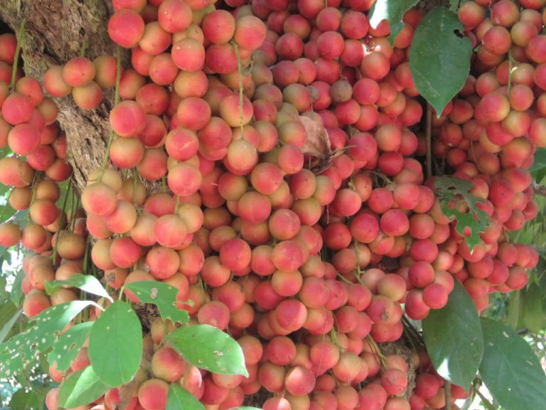 Hướng dẫn cách trồng và chăm sóc cây dâu da đất - Công ty Chống thấm Tín Phát