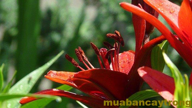 Hoa loa kèn đỏ – cách trồng và chăm sóc cây hoa loa kèn đỏ